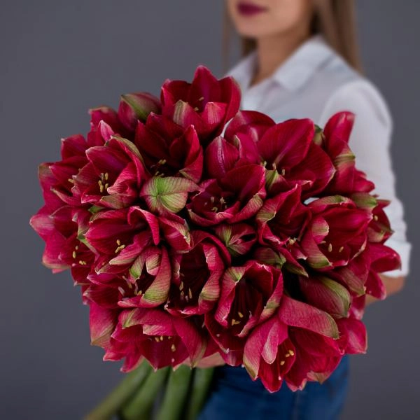 Букет красных Амариллисов