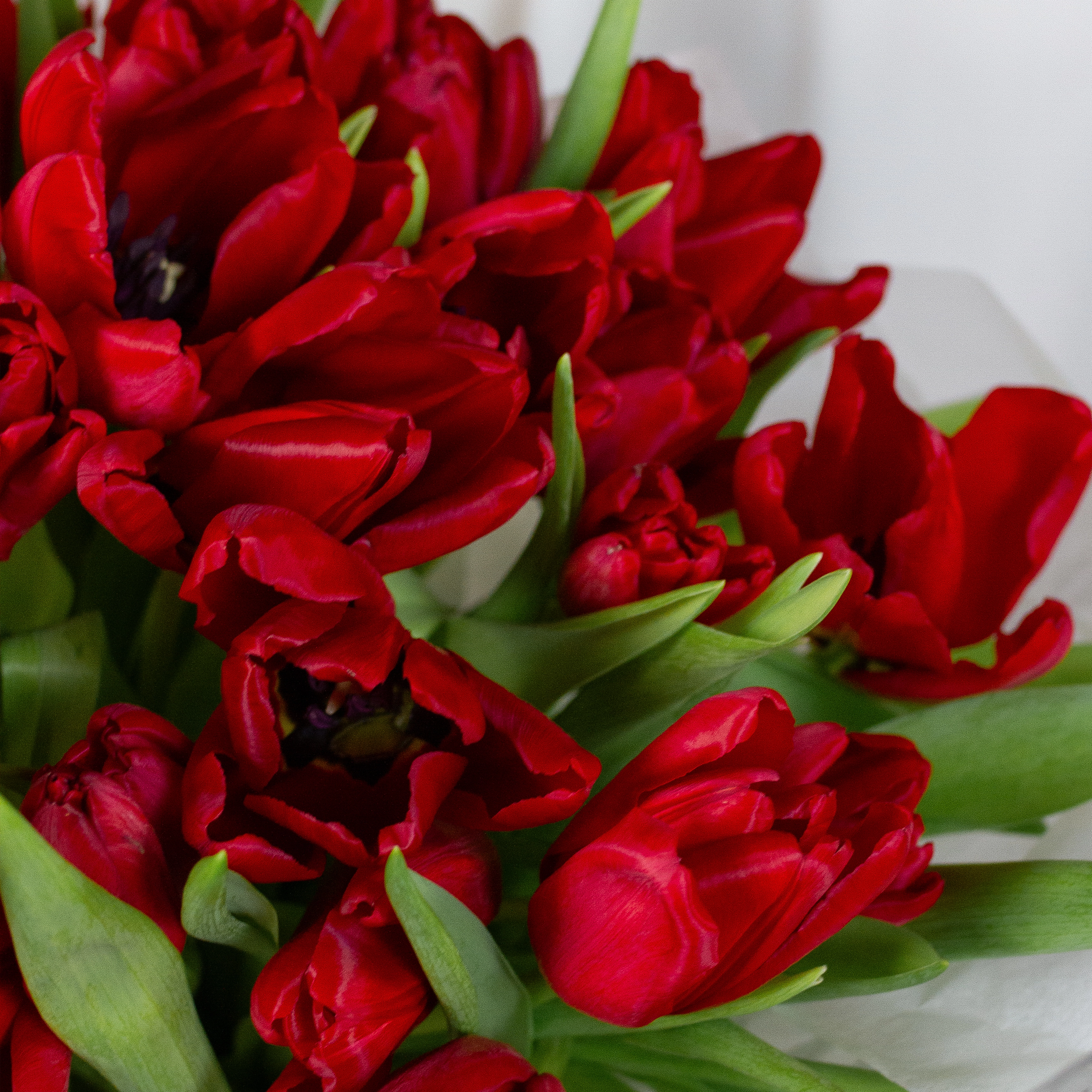Букет красных тюльпанов